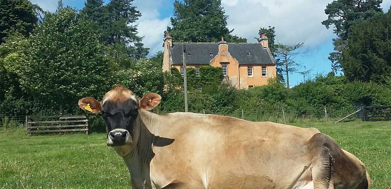 Black-Isle-Garden-Design-house-jersey-cow