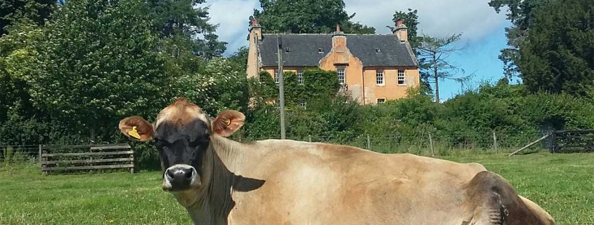 Black-Isle-Garden-Design-house-jersey-cow