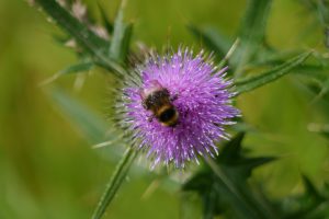 bee feeding on scotch thistle