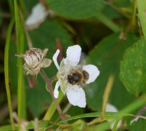 honey bee on bramble or blackberry flower