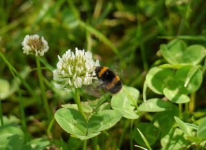 White clover provides food for bees