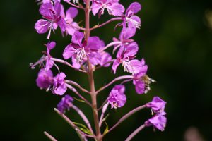 Garden design for pollinators Scotland