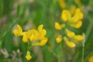 Wild flowers to attract pollinators